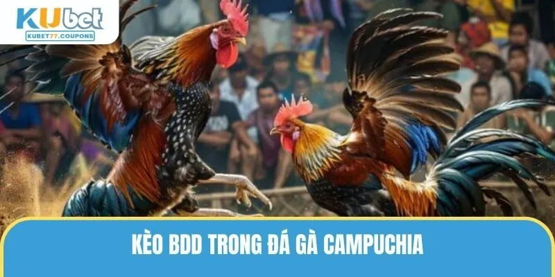 Kèo BDD trong đá gà Campuchia 