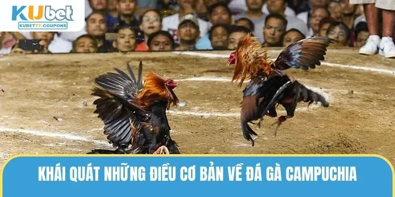 Khái quát những điều cơ bản về đá gà Campuchia