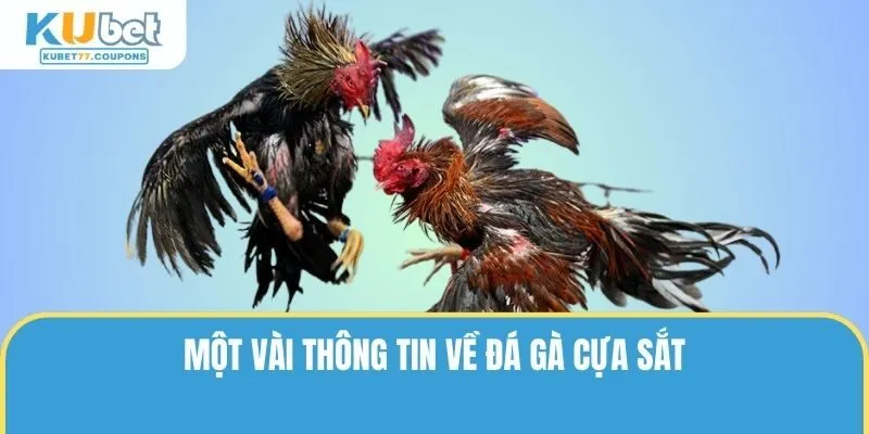 Thông tin trọng tâm nhất về đá gà cựa sắt