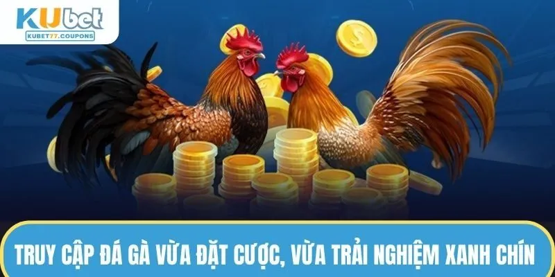 Truy cập đá gà vừa đặt cược, vừa trải nghiệm xanh chín đẳng cấp 